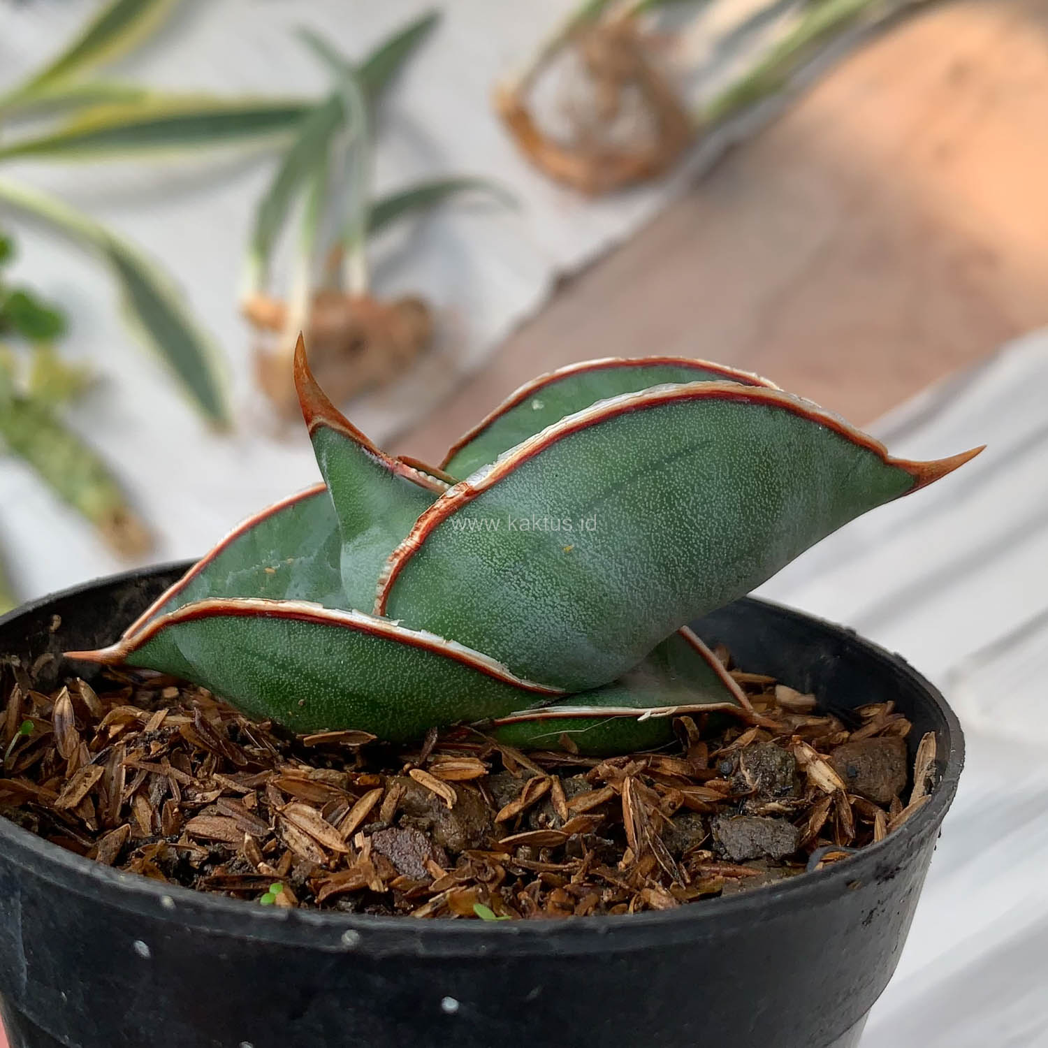 1000. Sansevieria Banana - Image 23