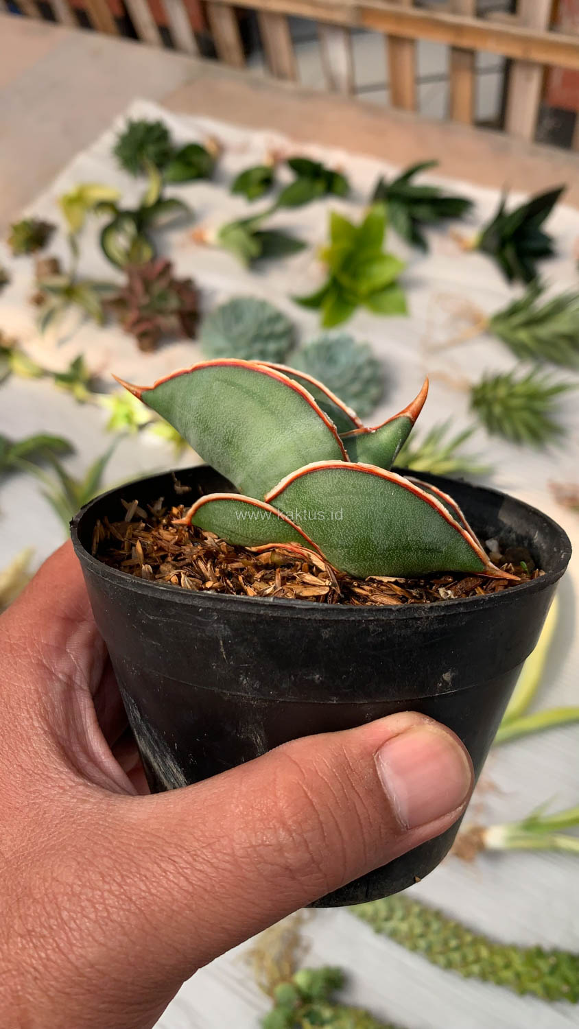 1000. Sansevieria Banana - Image 18