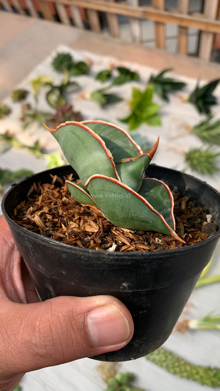 1000. Sansevieria Banana - Image 25