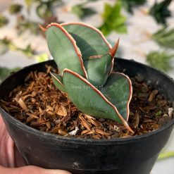 Alternative view of 1000. Sansevieria Banana