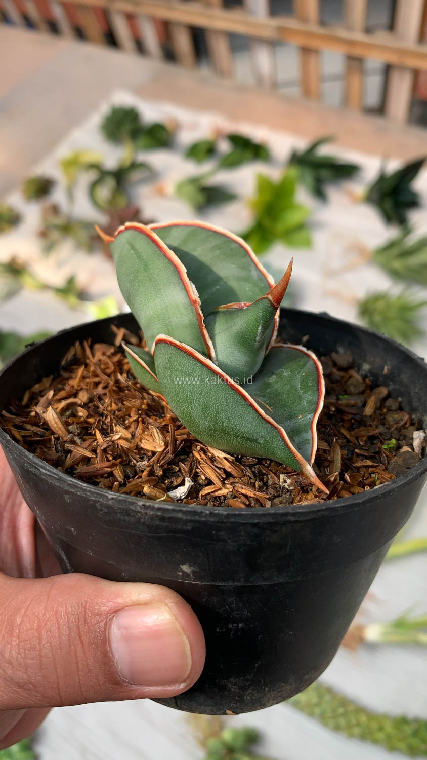 1000. Sansevieria Banana - Image 2