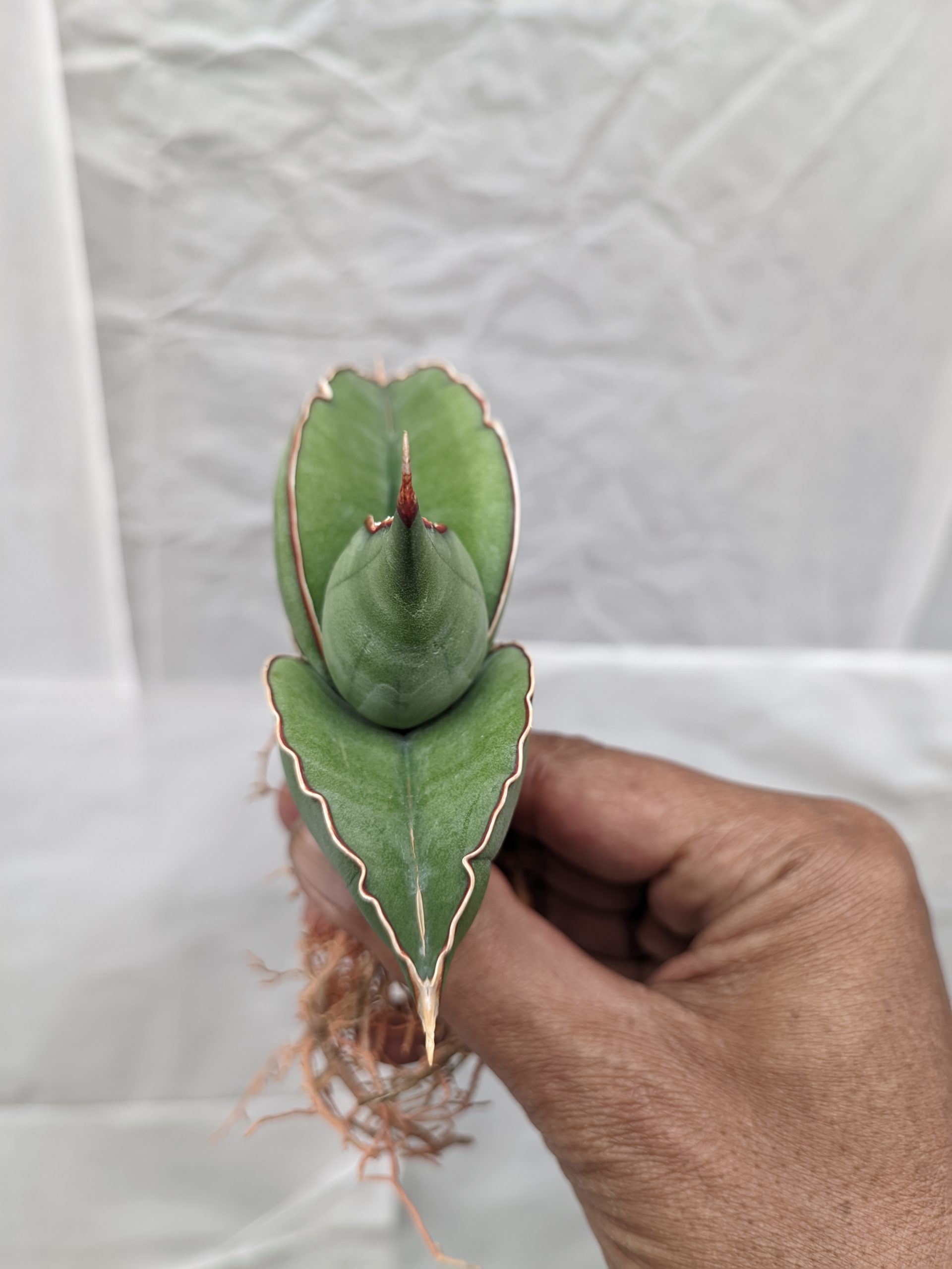 1000. Sansevieria Banana - Image 20