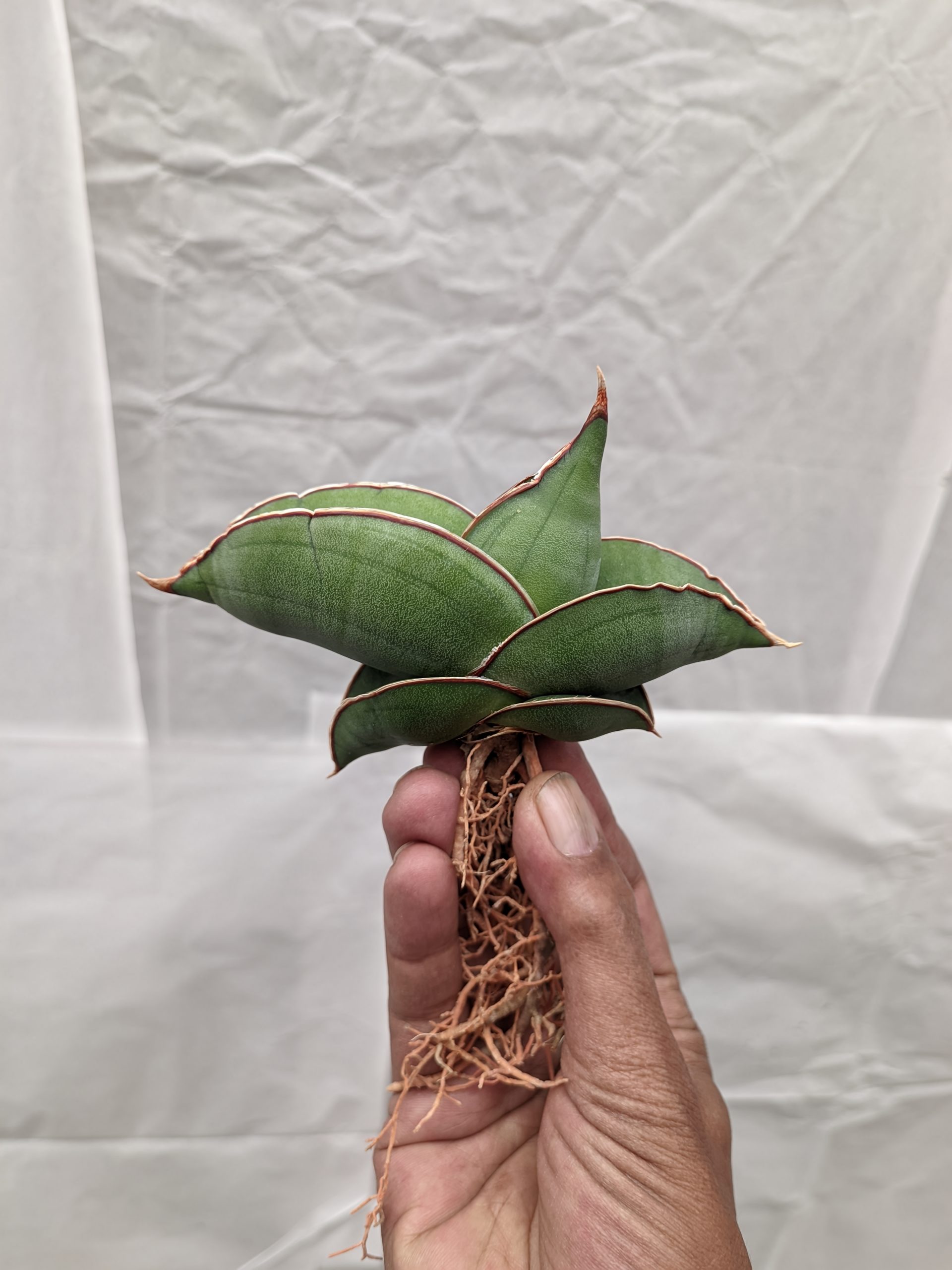 1000. Sansevieria Banana - Image 22