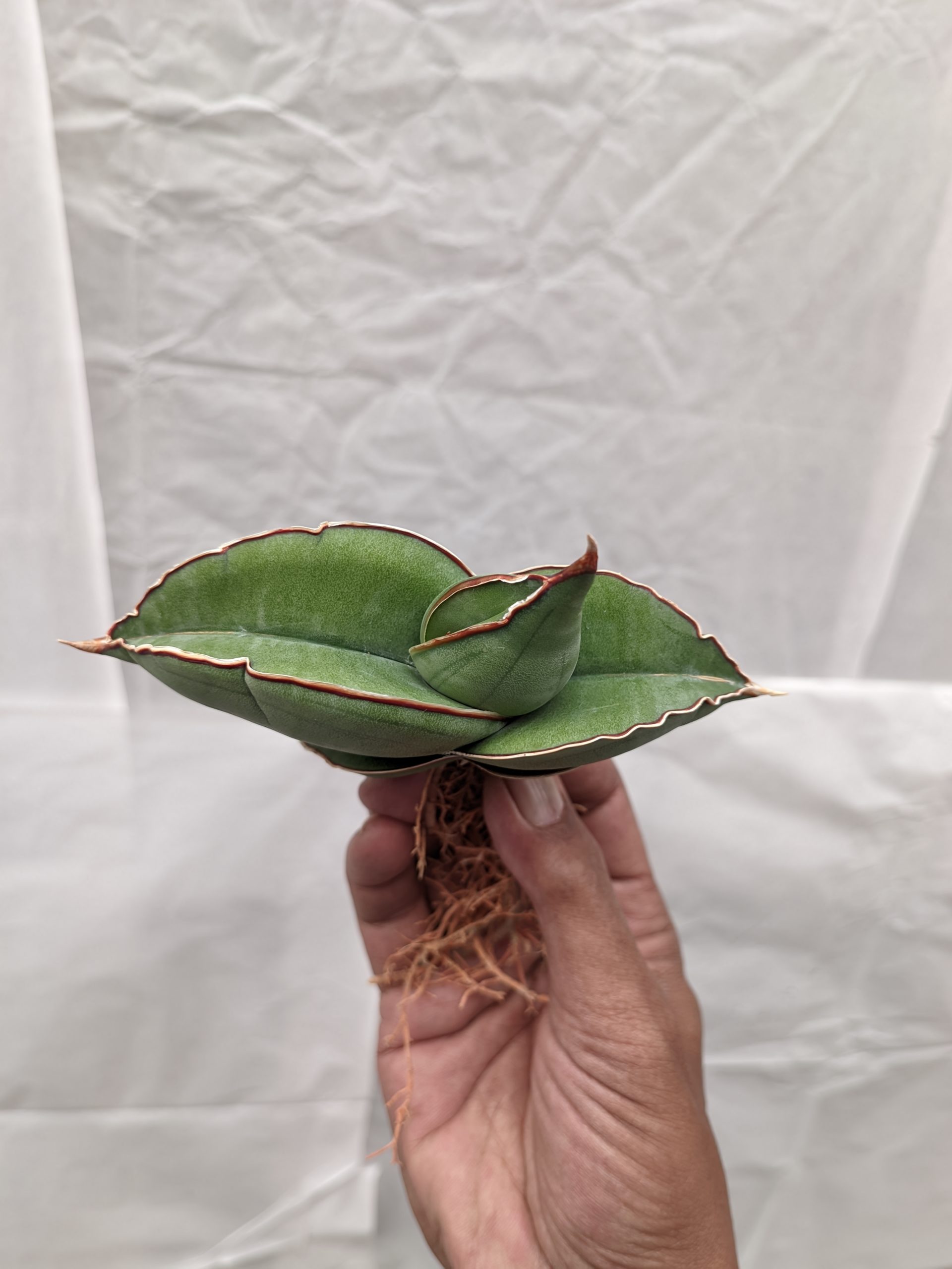 1000. Sansevieria Banana - Image 6