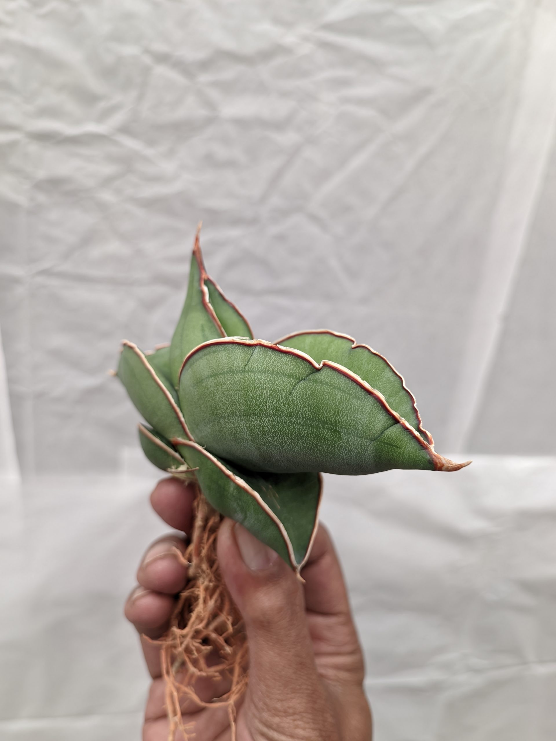 1000. Sansevieria Banana - Image 8