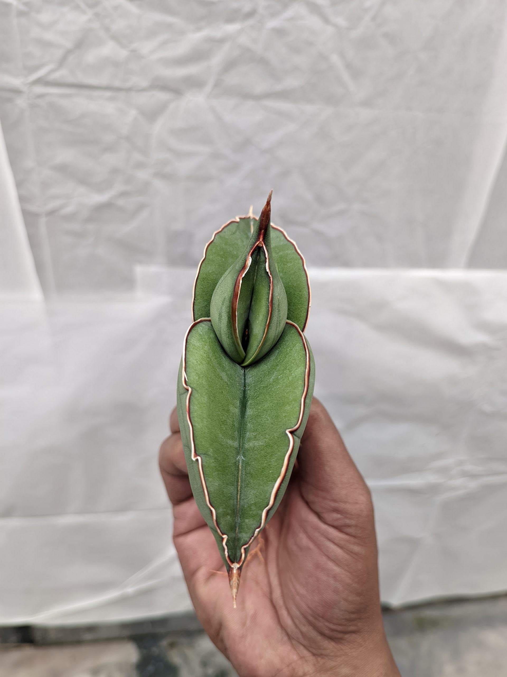 1000. Sansevieria Banana - Image 19