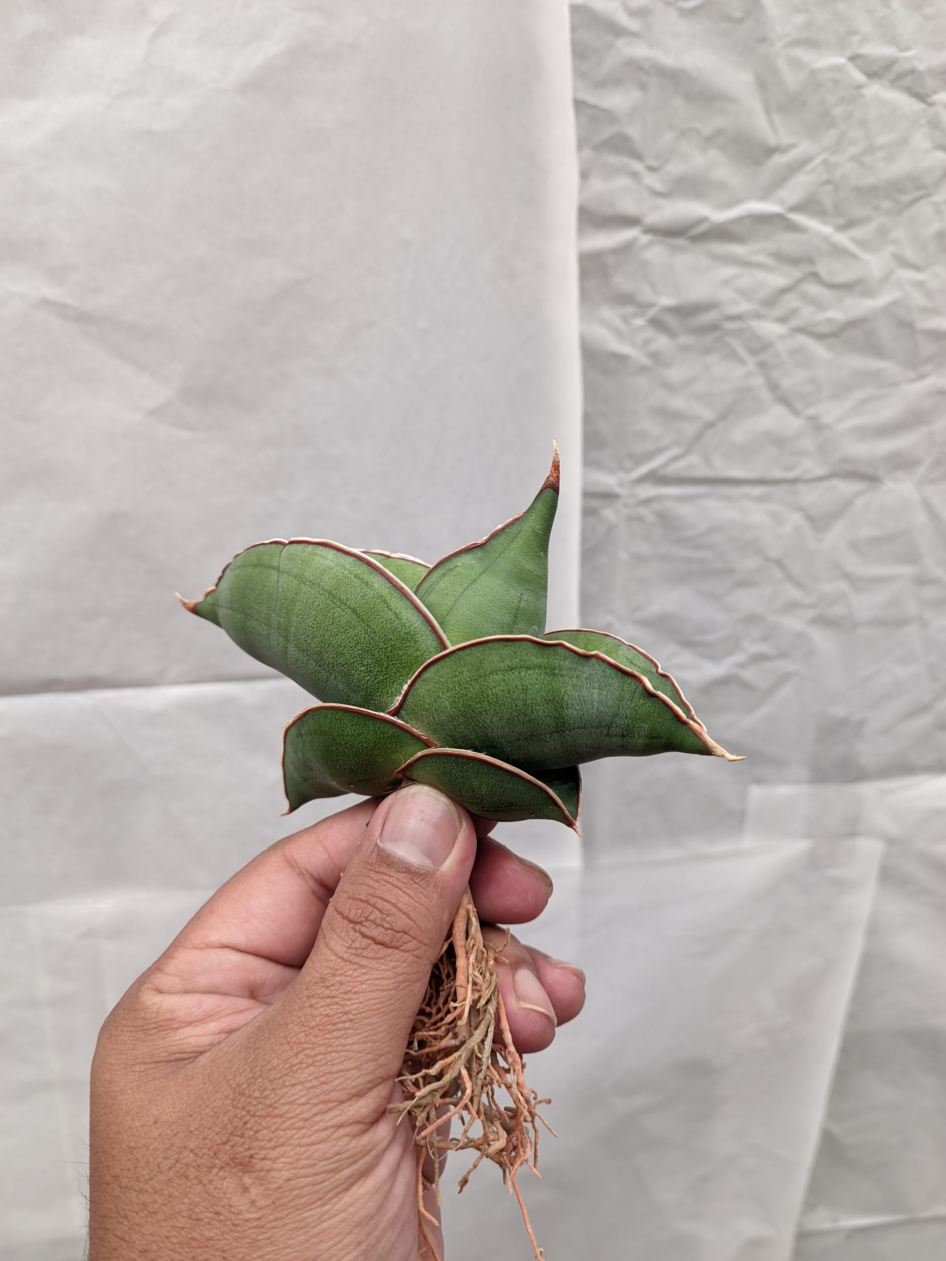 1000. Sansevieria Banana - Image 4
