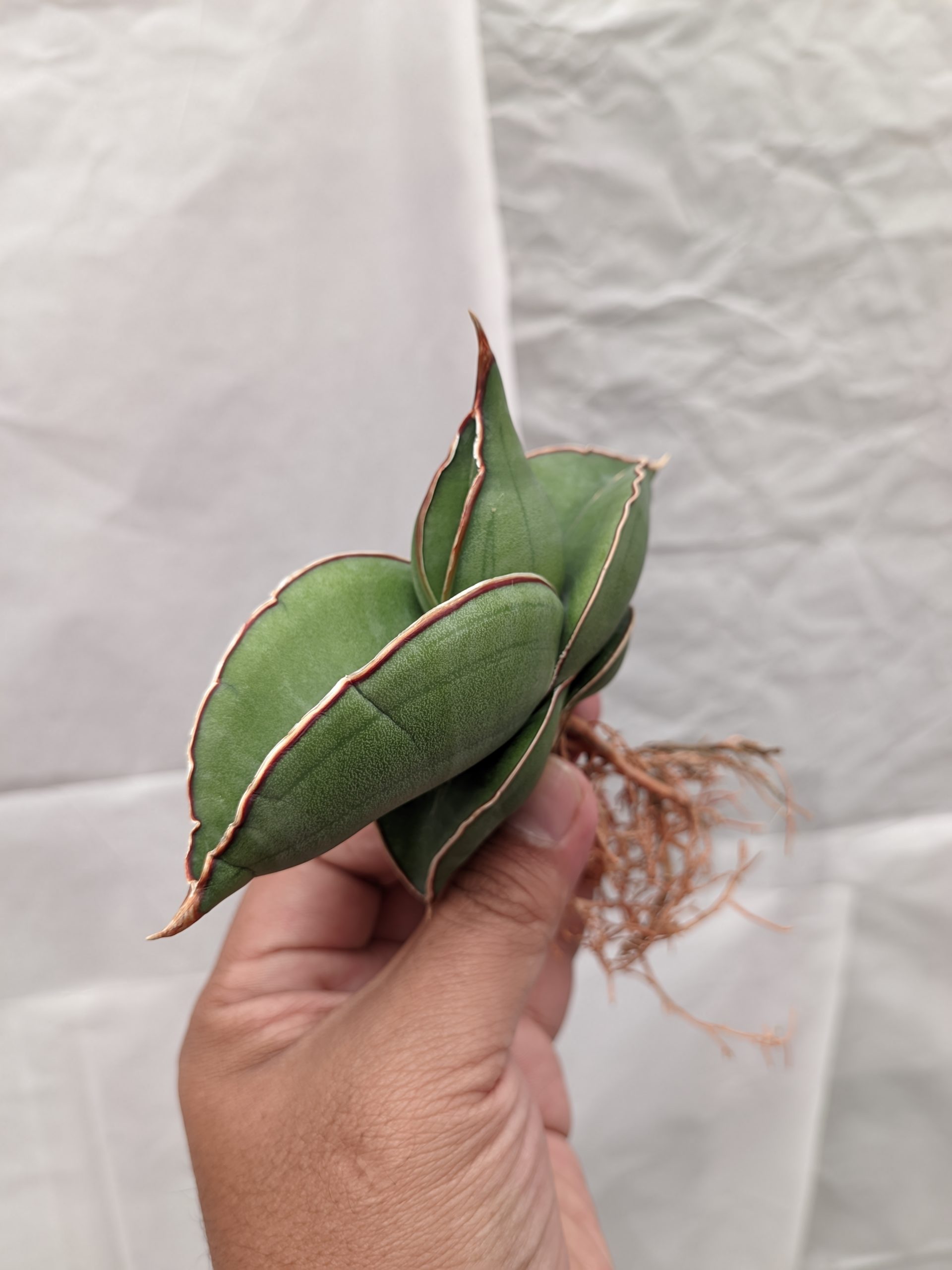 1000. Sansevieria Banana - Image 3