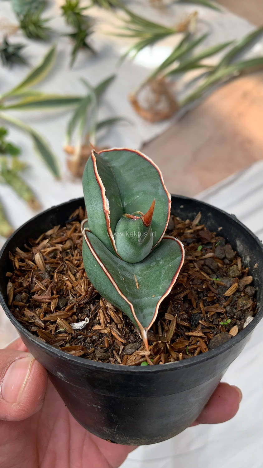 1000. Sansevieria Banana - Image 7