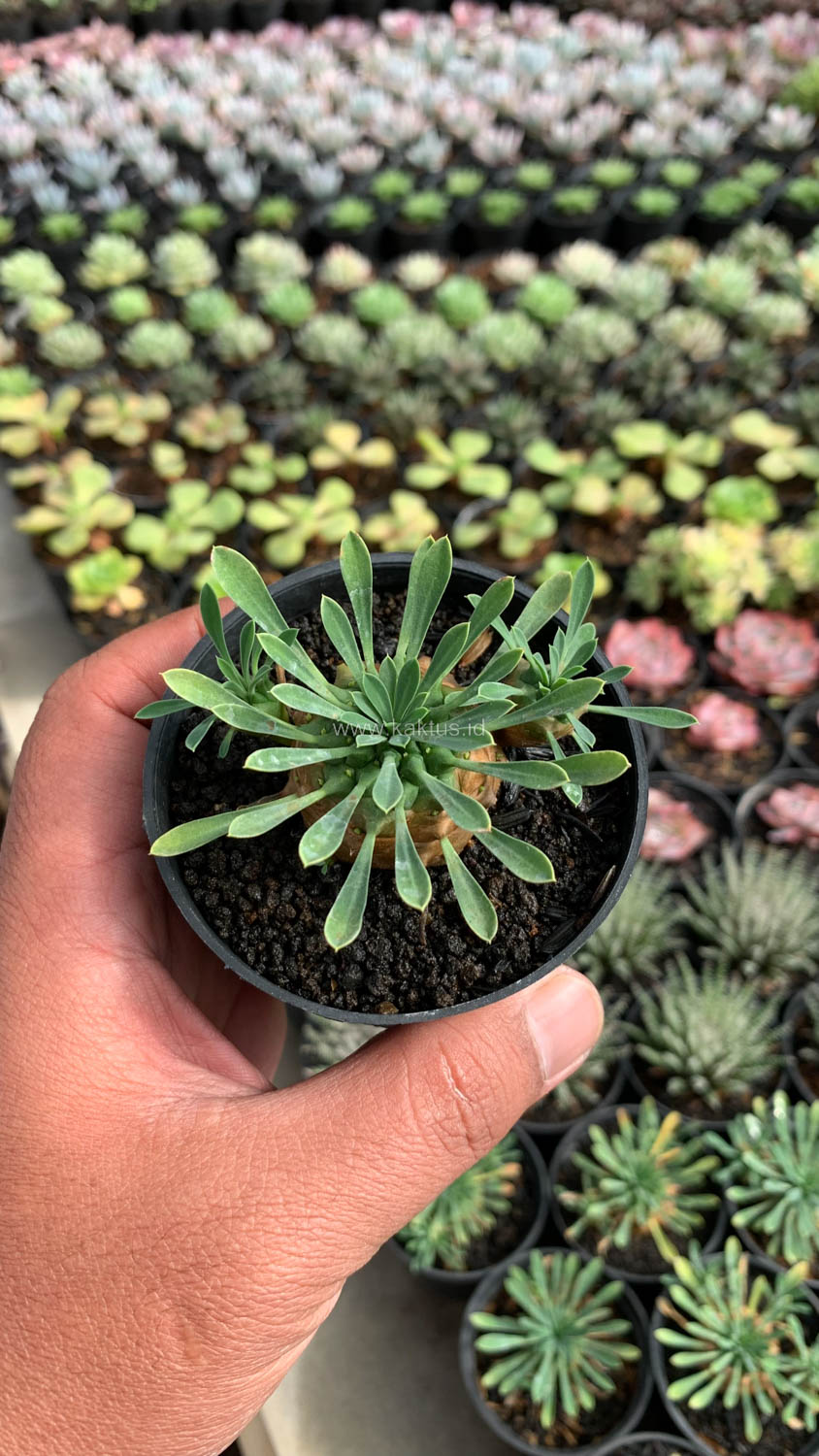 1001. Euphorbia Japonica - Image 3