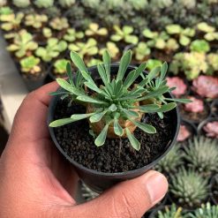 Alternative view of 1001. Euphorbia Japonica