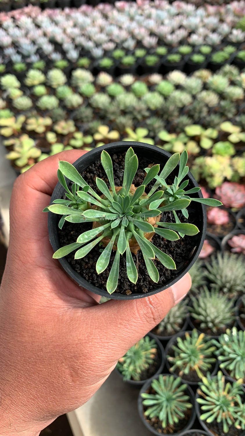 1001. Euphorbia Japonica - Image 4