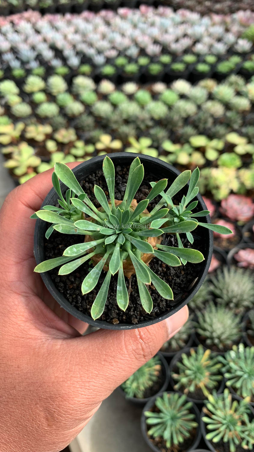 1001. Euphorbia Japonica - Image 5
