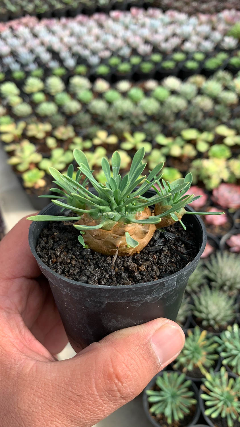1001. Euphorbia Japonica - Image 6