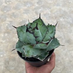 Alternative view of 1002. Agave Blue Ball