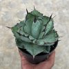 1002. Agave Blue Ball