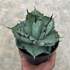 1002. Agave Blue Ball