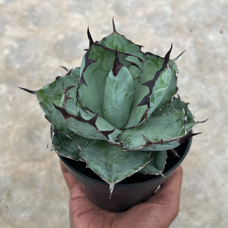 1002. Agave Blue Ball