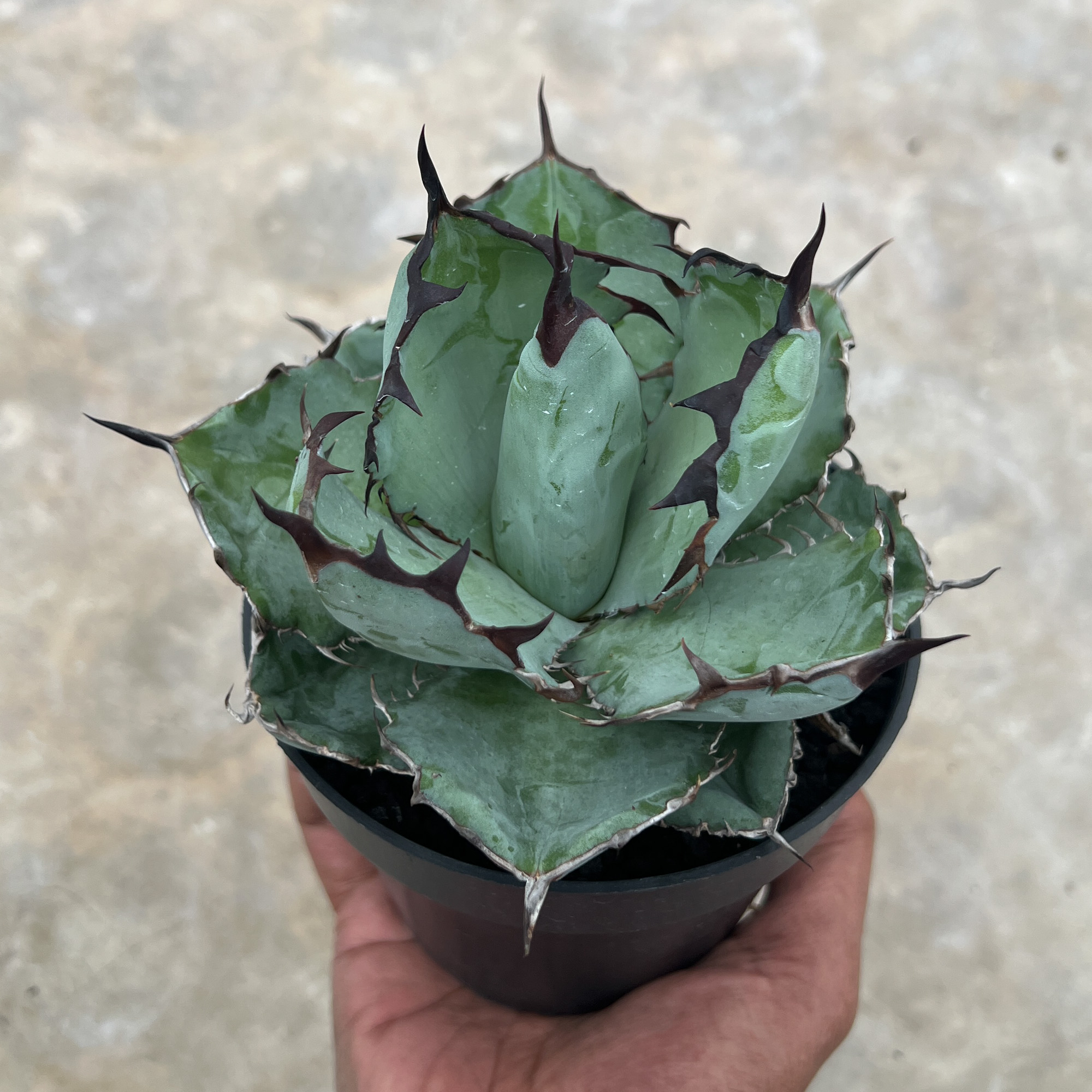 1002. Agave Blue Ball