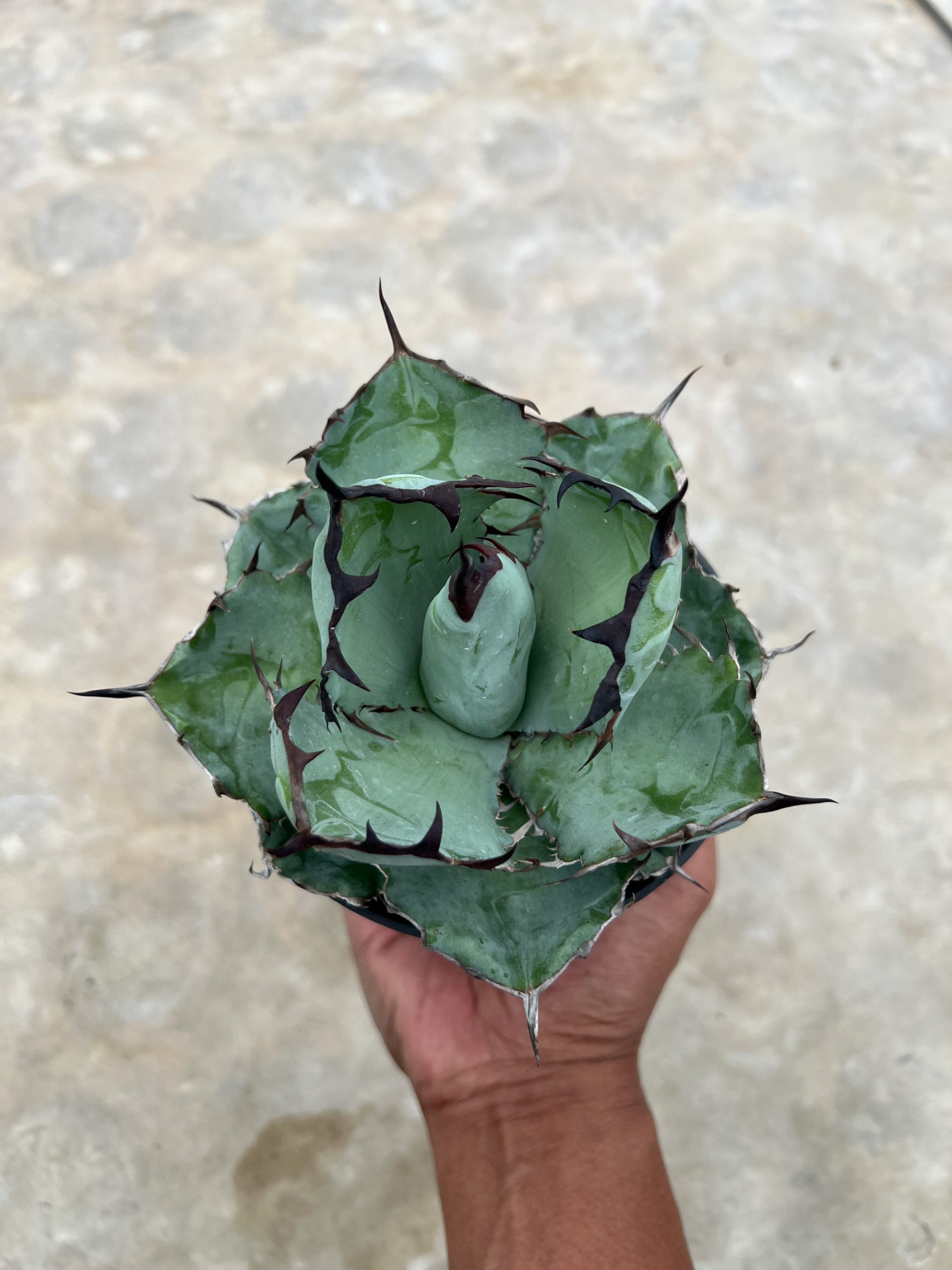 1002. Agave Blue Ball - Image 3