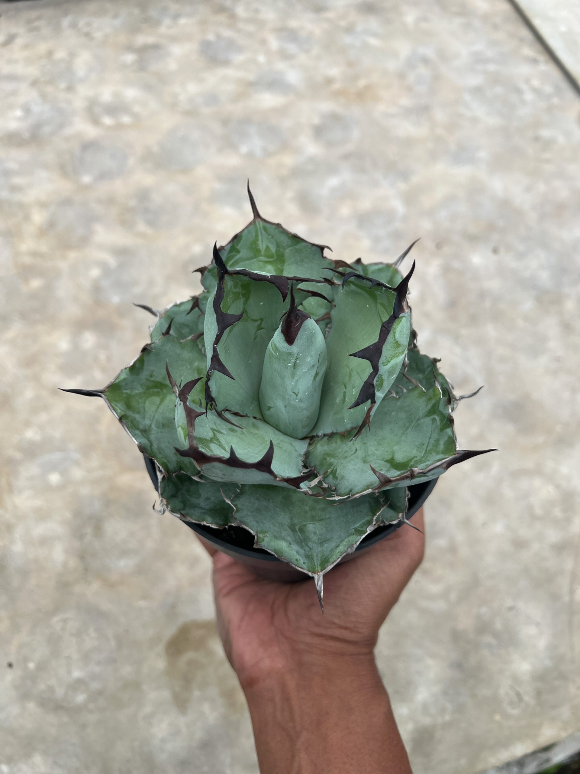 1002. Agave Blue Ball - Image 5