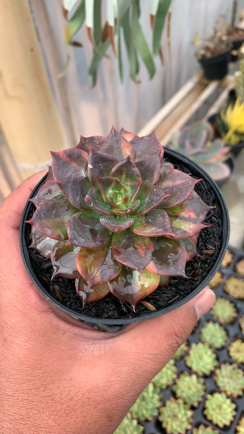 1003. Echeveria Black Prince Small Variegated - Image 6