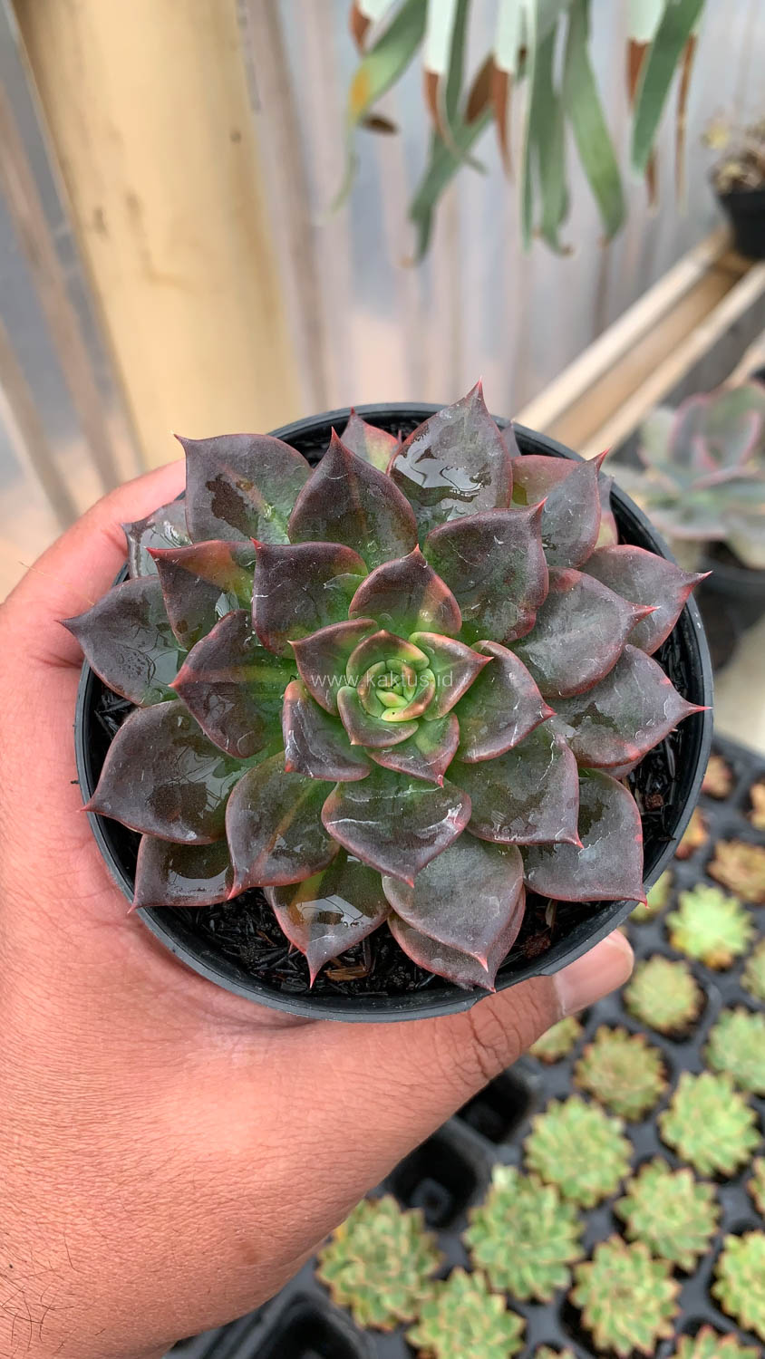 1003. Echeveria Black Prince Small Variegated - Image 5
