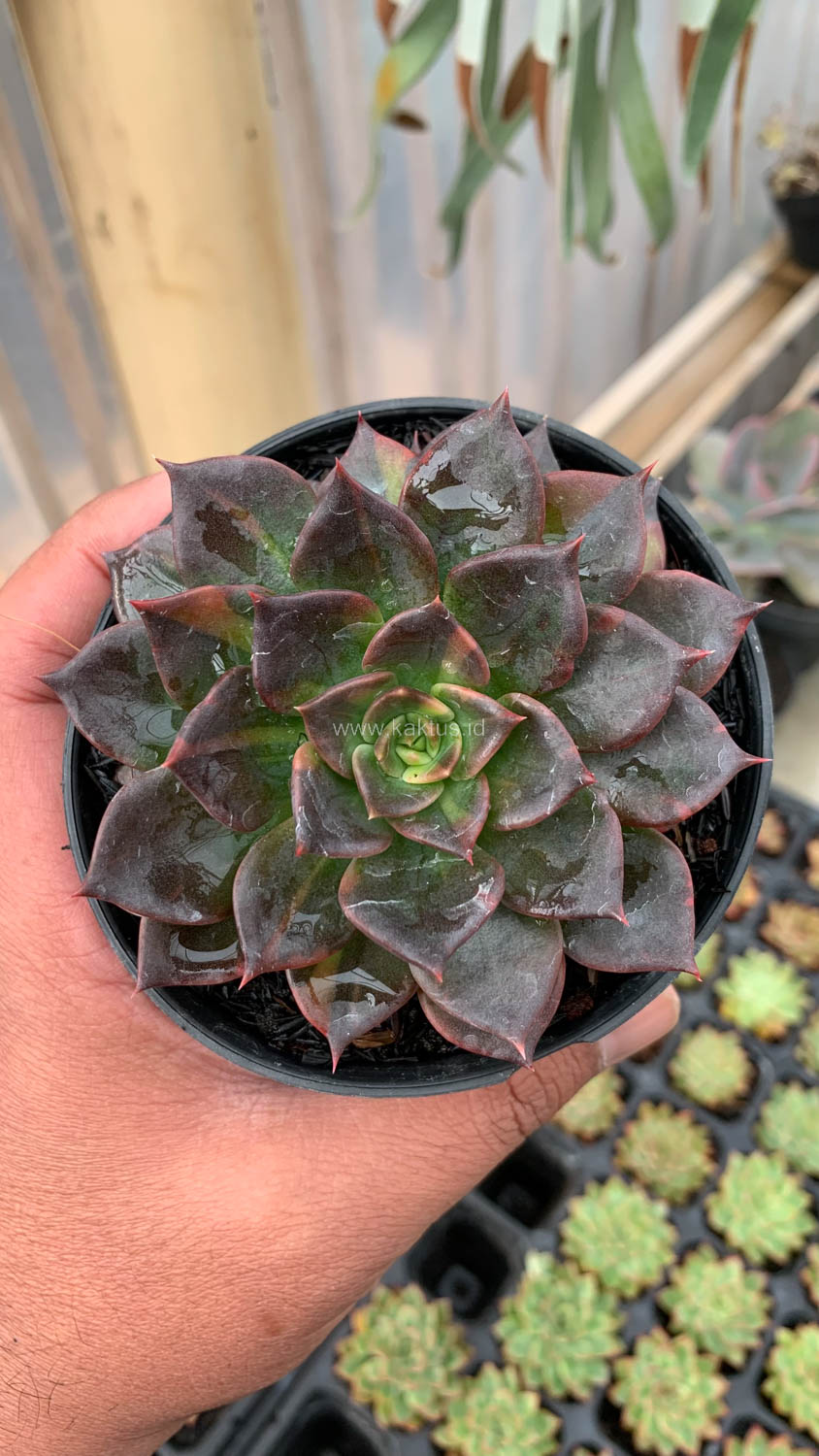 1003. Echeveria Black Prince Small Variegated - Image 4