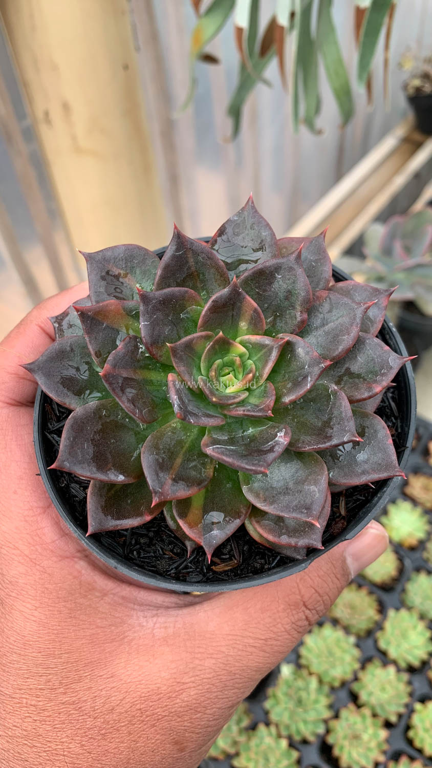 1003. Echeveria Black Prince Small Variegated - Image 3