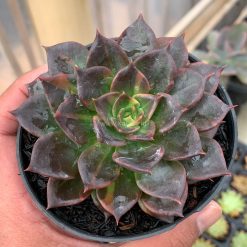 Alternative view of 1003. Echeveria Black Prince Small Variegated