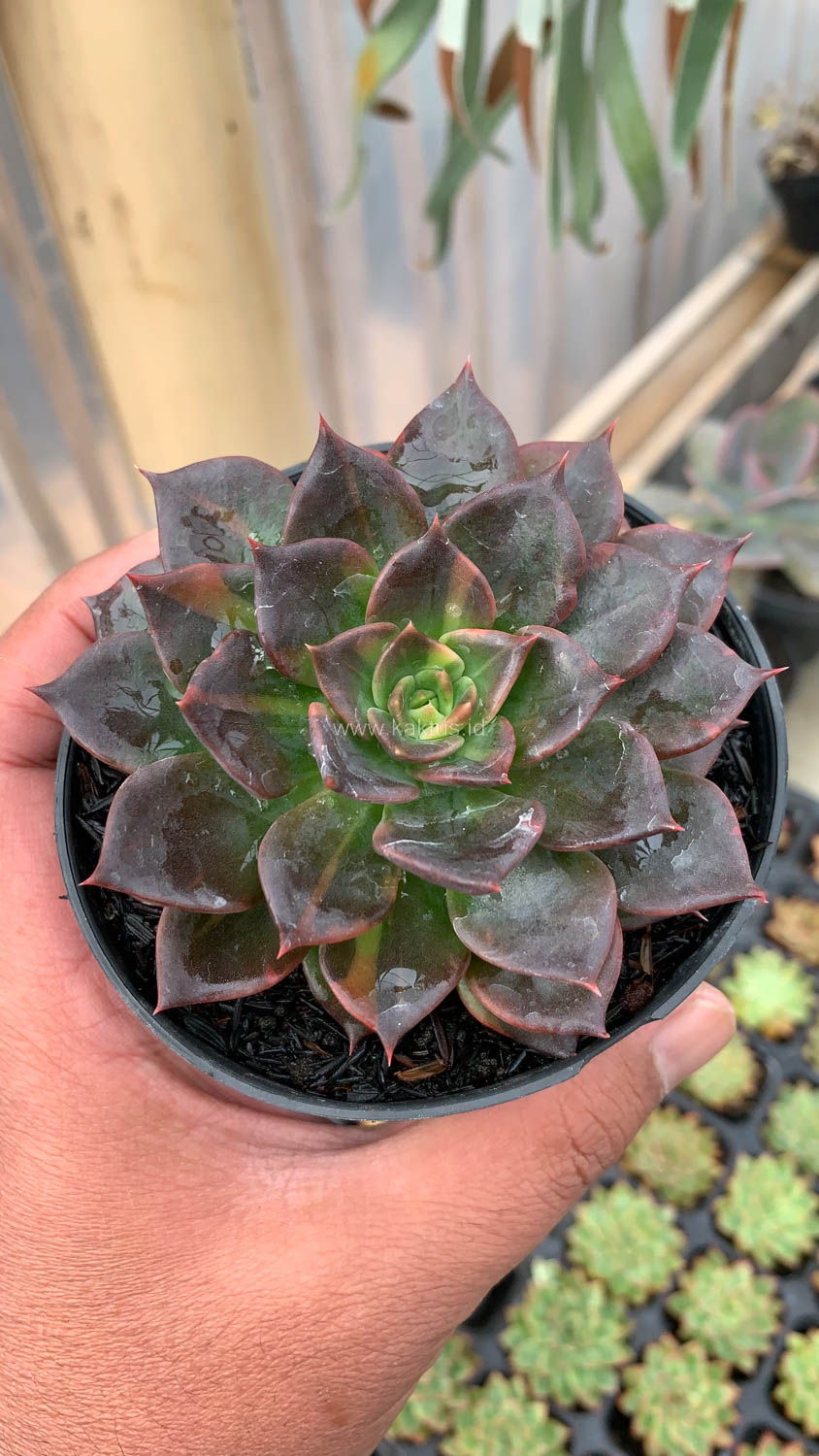 1003. Echeveria Black Prince Small Variegated - Image 2