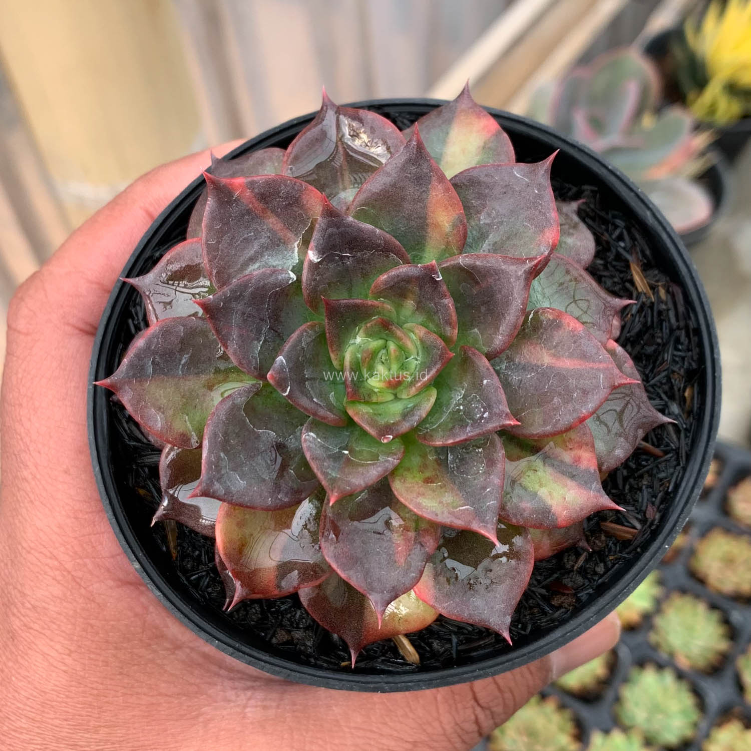 1003. Echeveria Black Prince Small Variegated