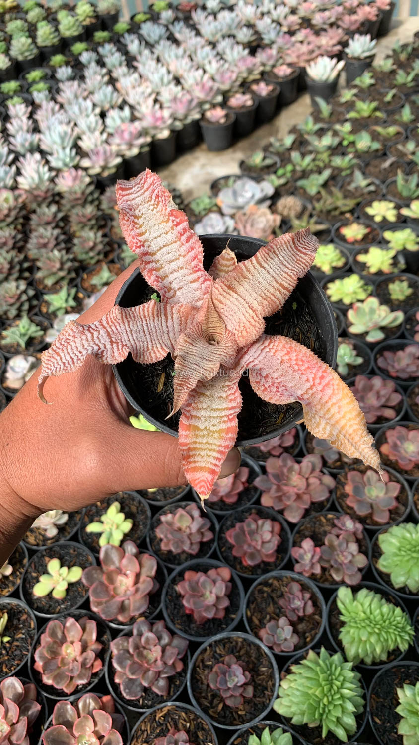 1004. Cryptanthus Zonatus 'Earth Star' - Image 10