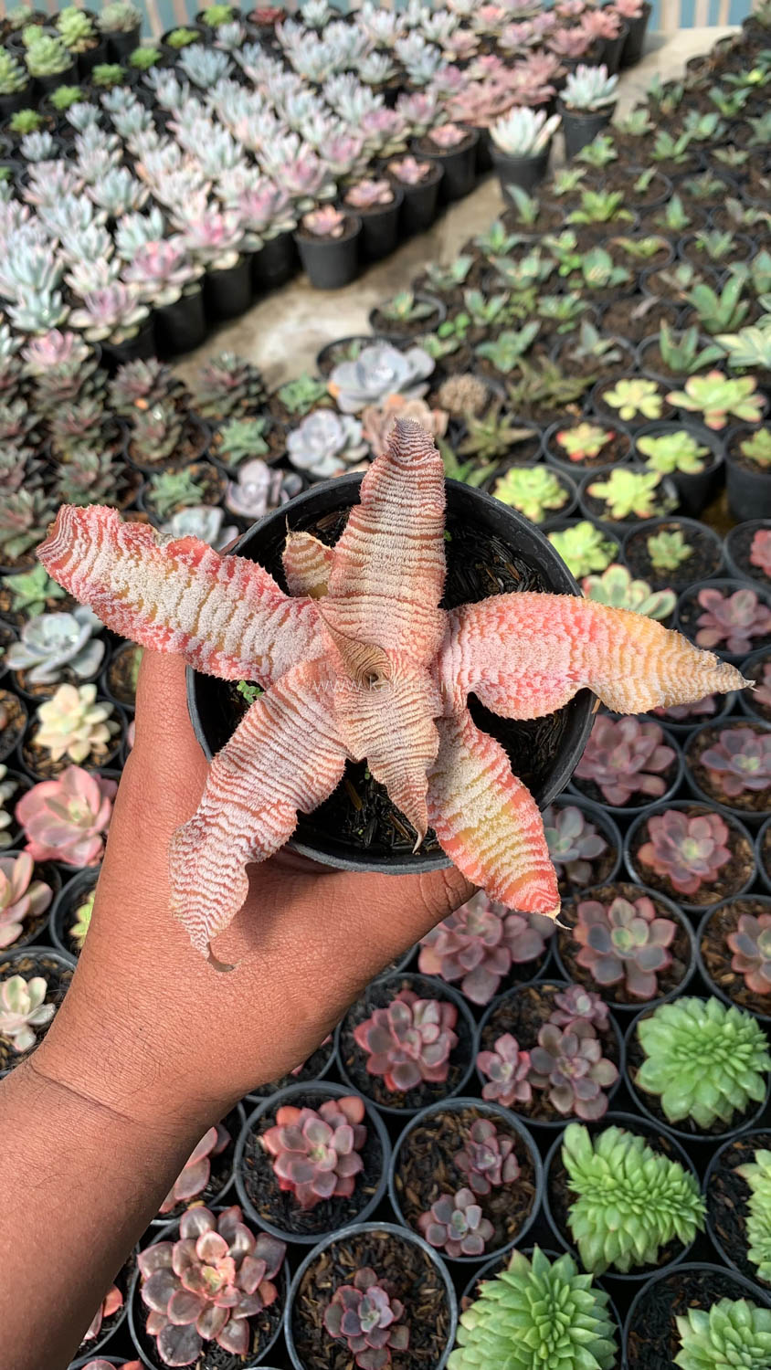 1004. Cryptanthus Zonatus 'Earth Star' - Image 3