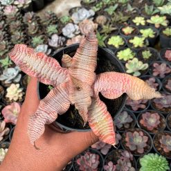 Alternative view of 1004. Cryptanthus Zonatus 'Earth Star'