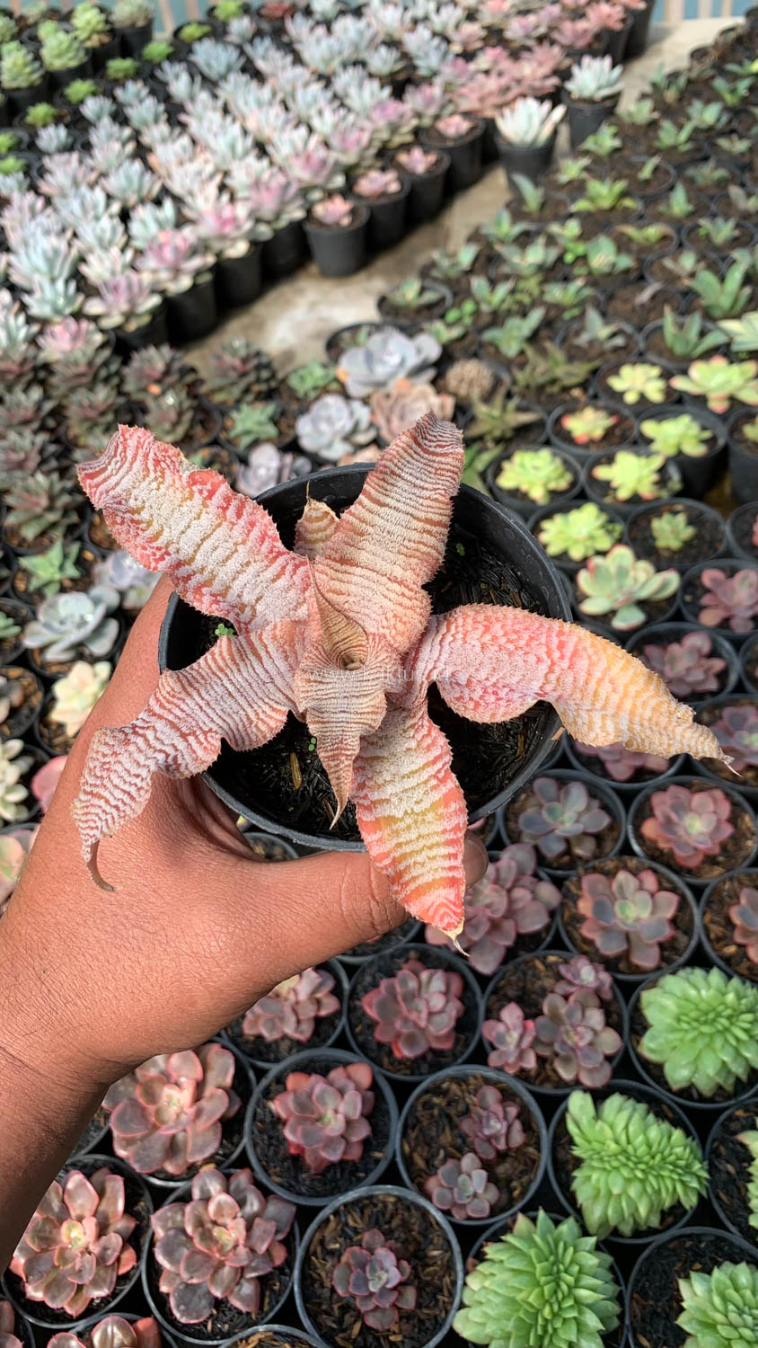 1004. Cryptanthus Zonatus 'Earth Star' - Image 4
