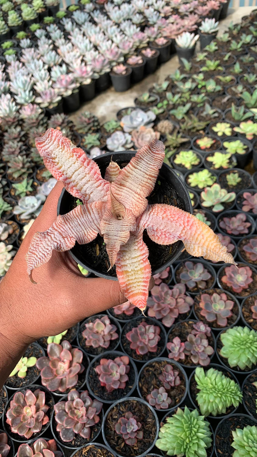 1004. Cryptanthus Zonatus 'Earth Star' - Image 5