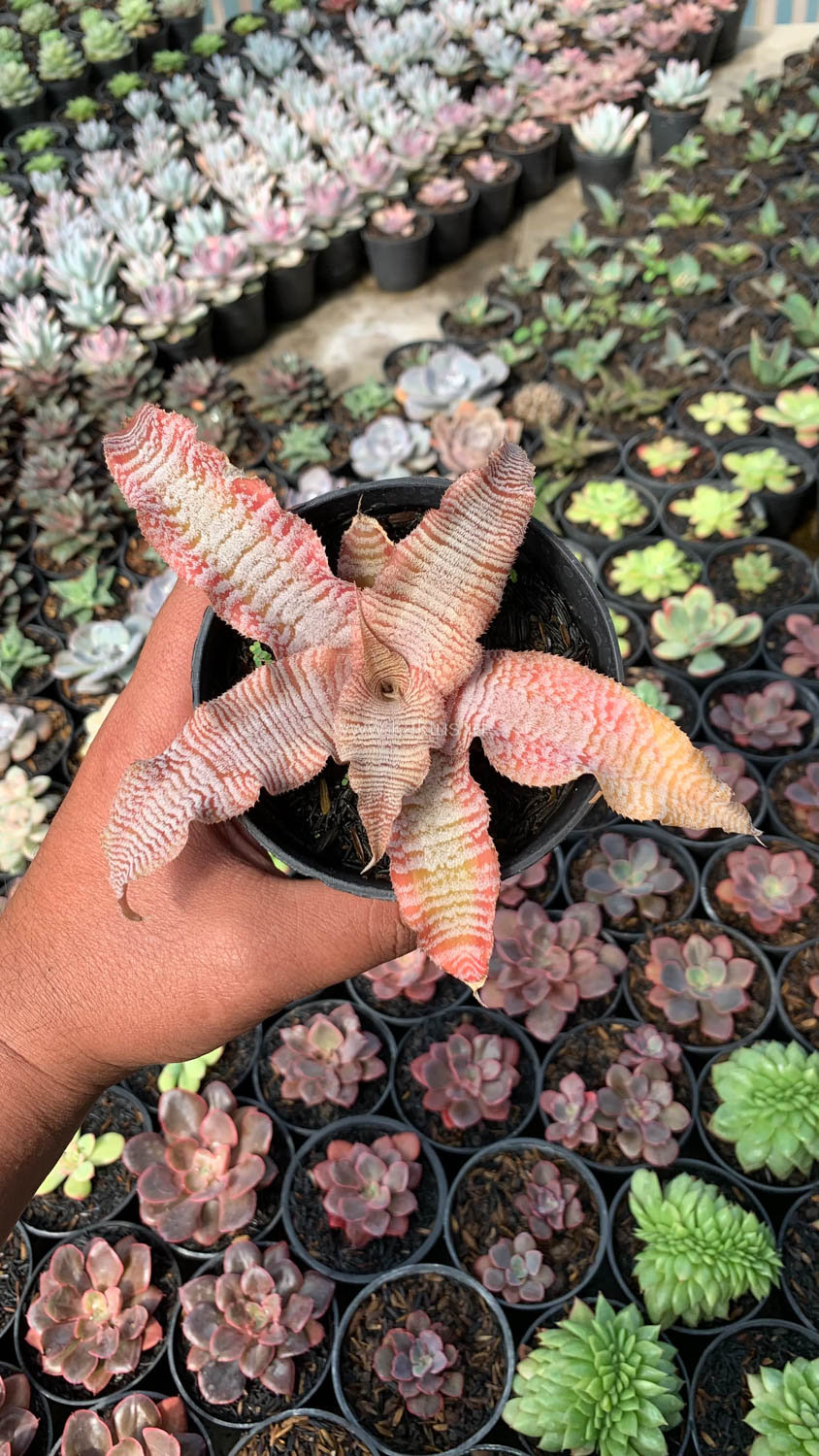 1004. Cryptanthus Zonatus 'Earth Star' - Image 6