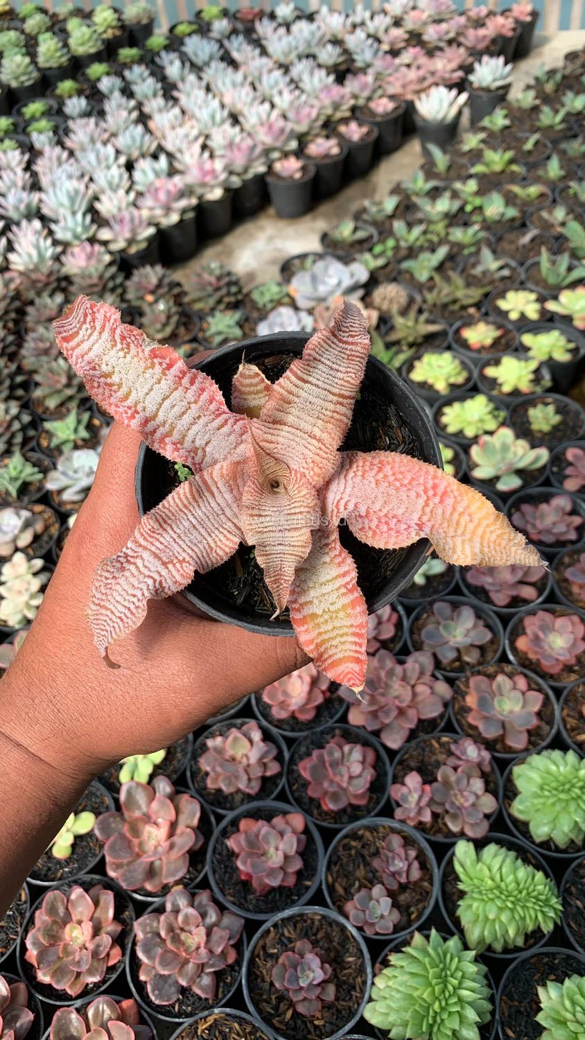 1004. Cryptanthus Zonatus 'Earth Star' - Image 7