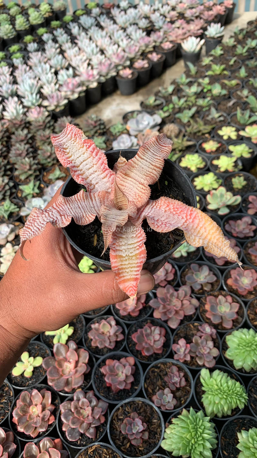 1004. Cryptanthus Zonatus 'Earth Star' - Image 8