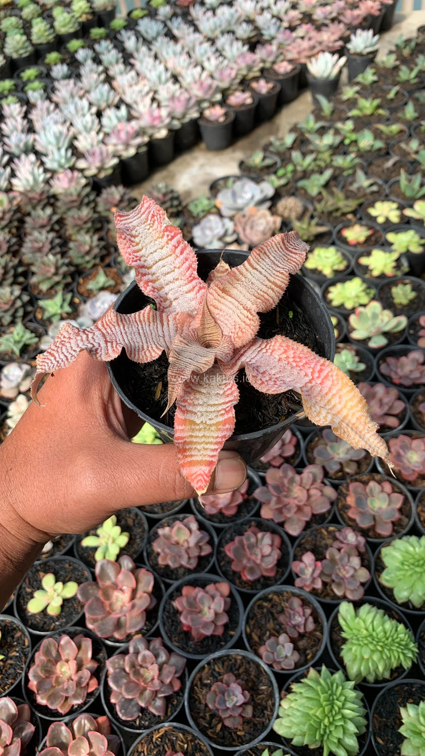 1004. Cryptanthus Zonatus 'Earth Star' - Image 9