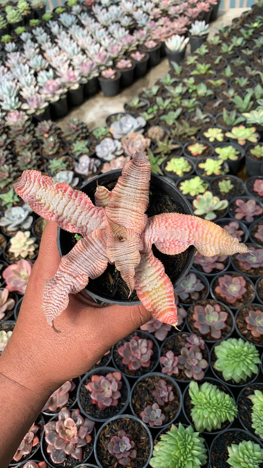 1004. Cryptanthus Zonatus 'Earth Star' - Image 2