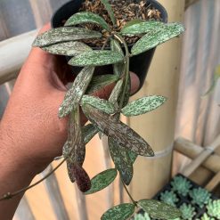 Alternative view of 1005. Hoya Sigillatis