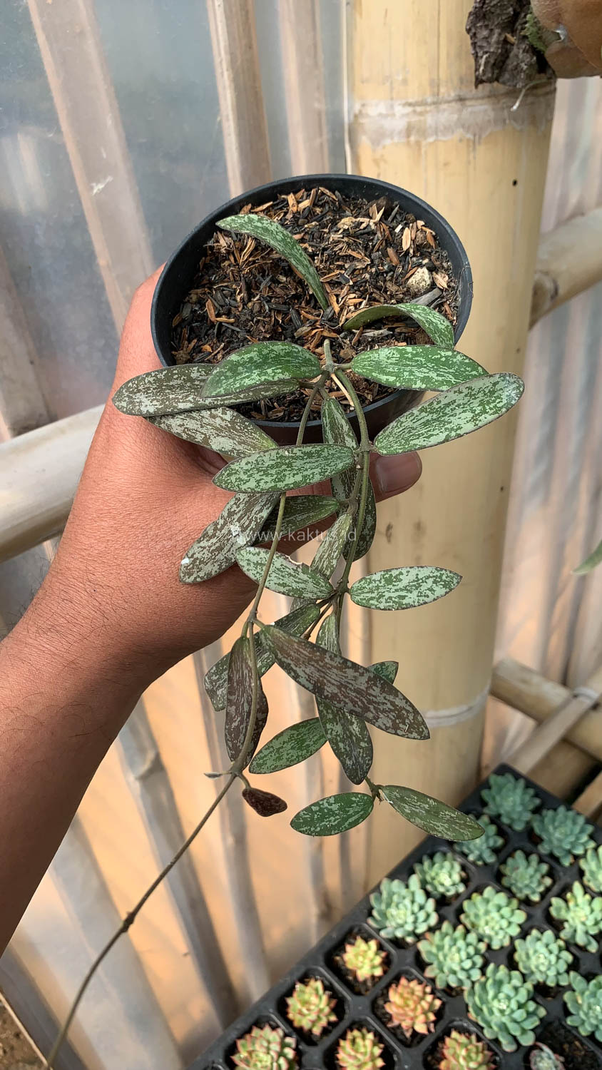 1005. Hoya Sigillatis - Image 3