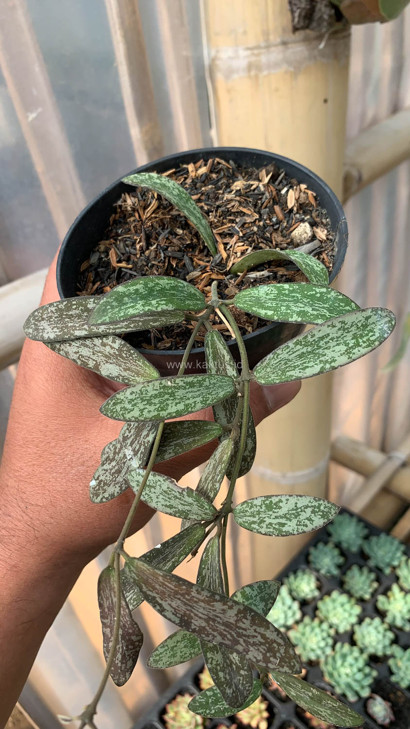 1005. Hoya Sigillatis - Image 8