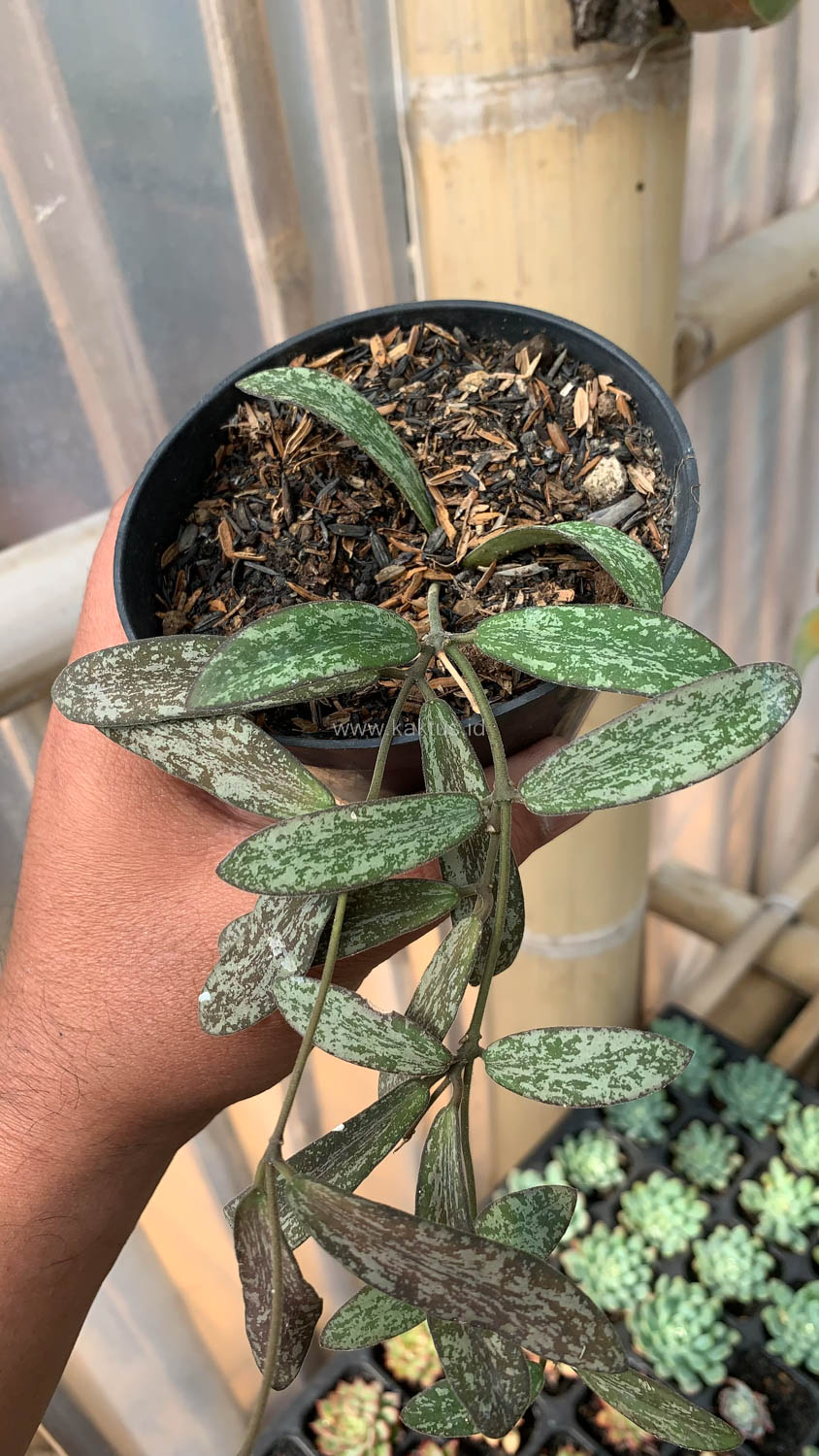 1005. Hoya Sigillatis - Image 9