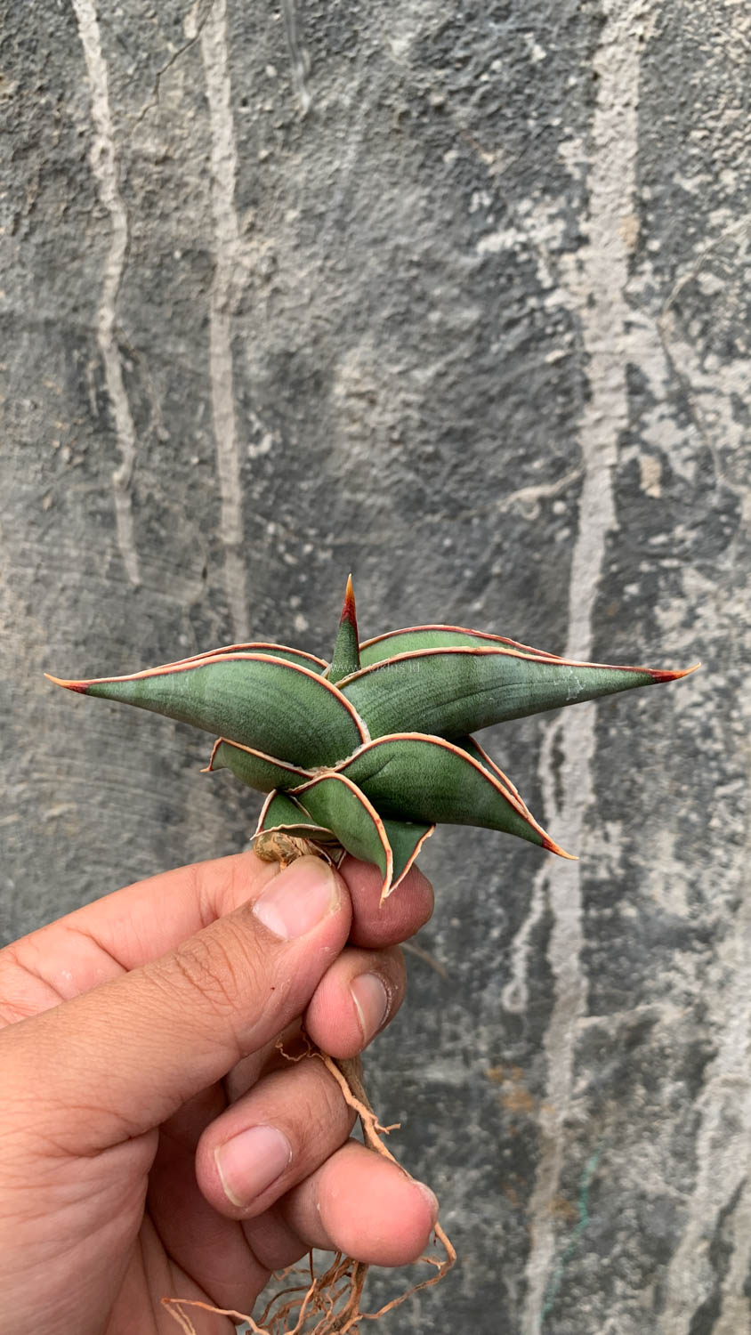 1006. Sansevieria Rorida - Image 3
