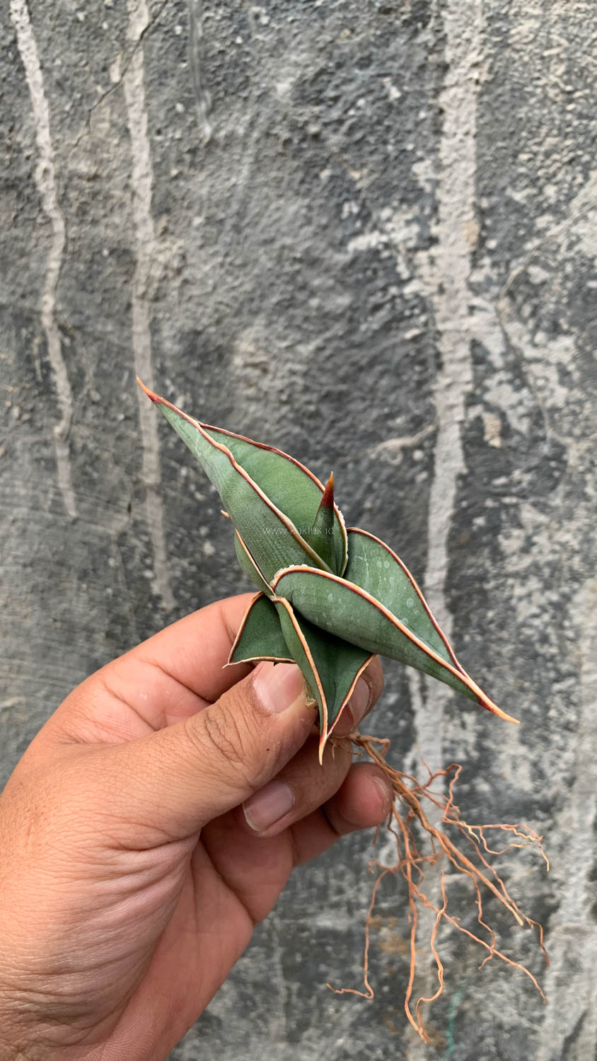 1006. Sansevieria Rorida - Image 23