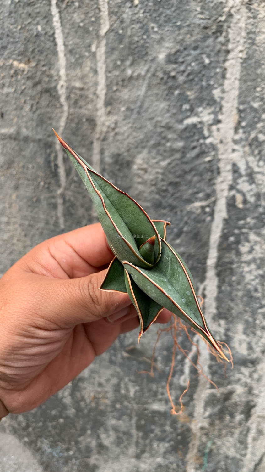 1006. Sansevieria Rorida - Image 11