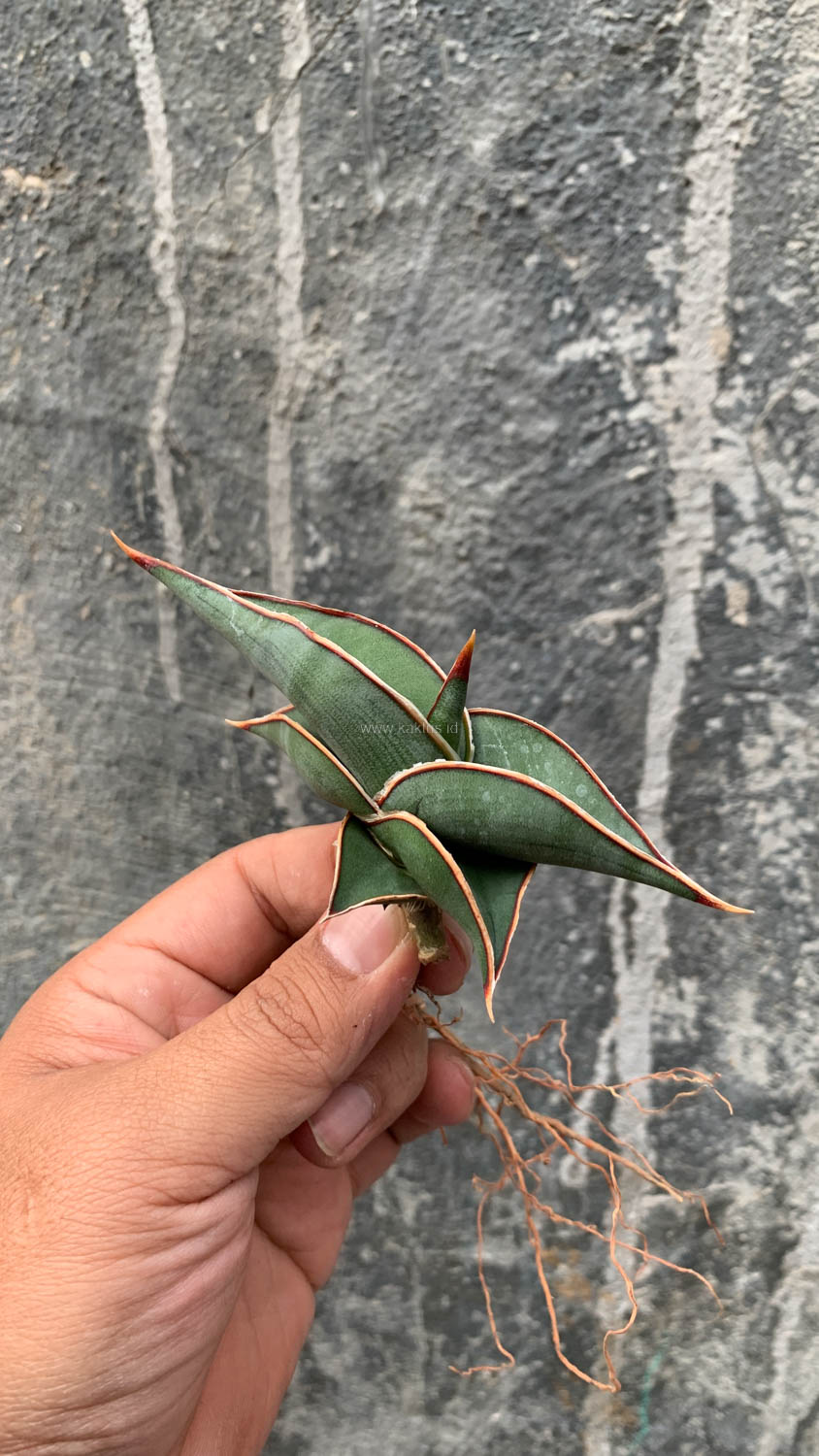 1006. Sansevieria Rorida - Image 7